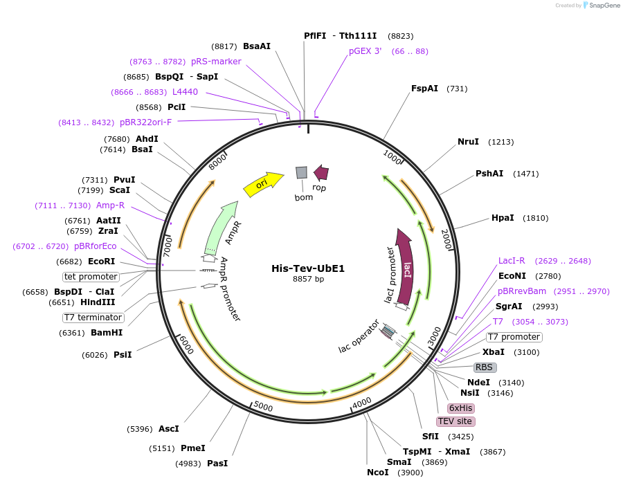 186804-plasmid-map-sequence-id-372587