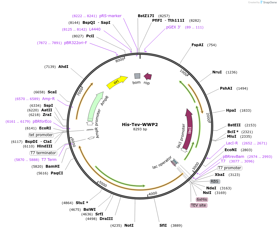 186807-plasmid-map-sequence-id-372589