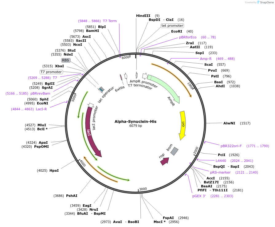 186802-plasmid-map-sequence-id-372590