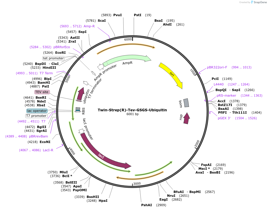 186803-plasmid-map-sequence-id-372592