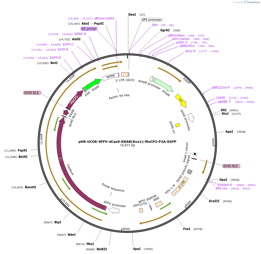 188902-plasmid-map-sequence-id-372712