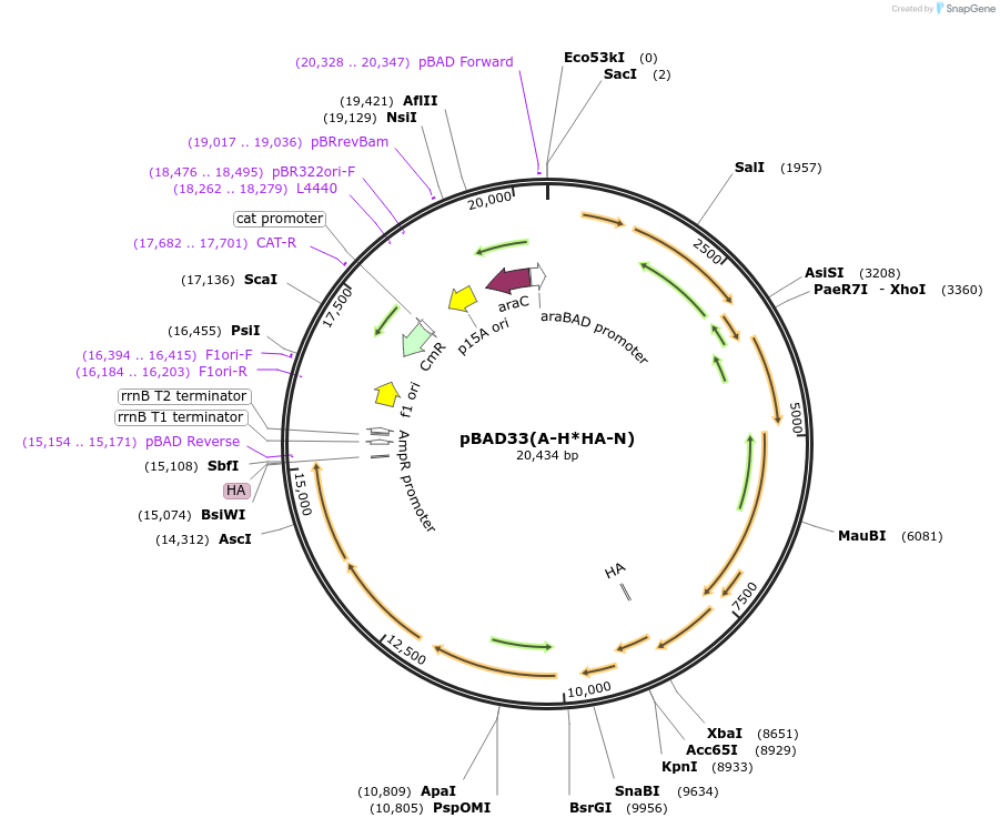 187086-plasmid-map-sequence-id-372716
