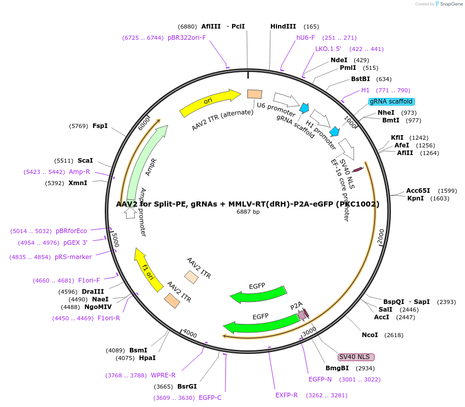 190112-plasmid-map-sequence-id-372717