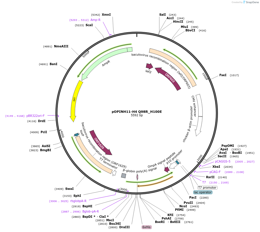 184281-plasmid-map-sequence-id-372718