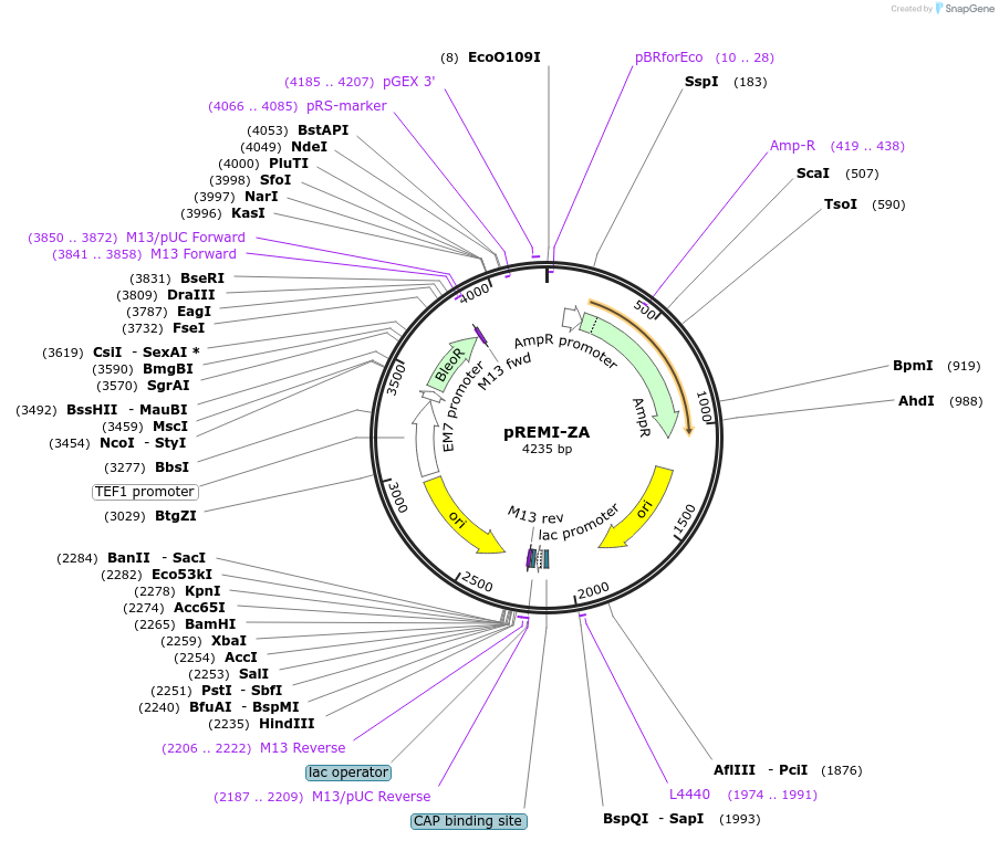 183736-plasmid-map-sequence-id-372719
