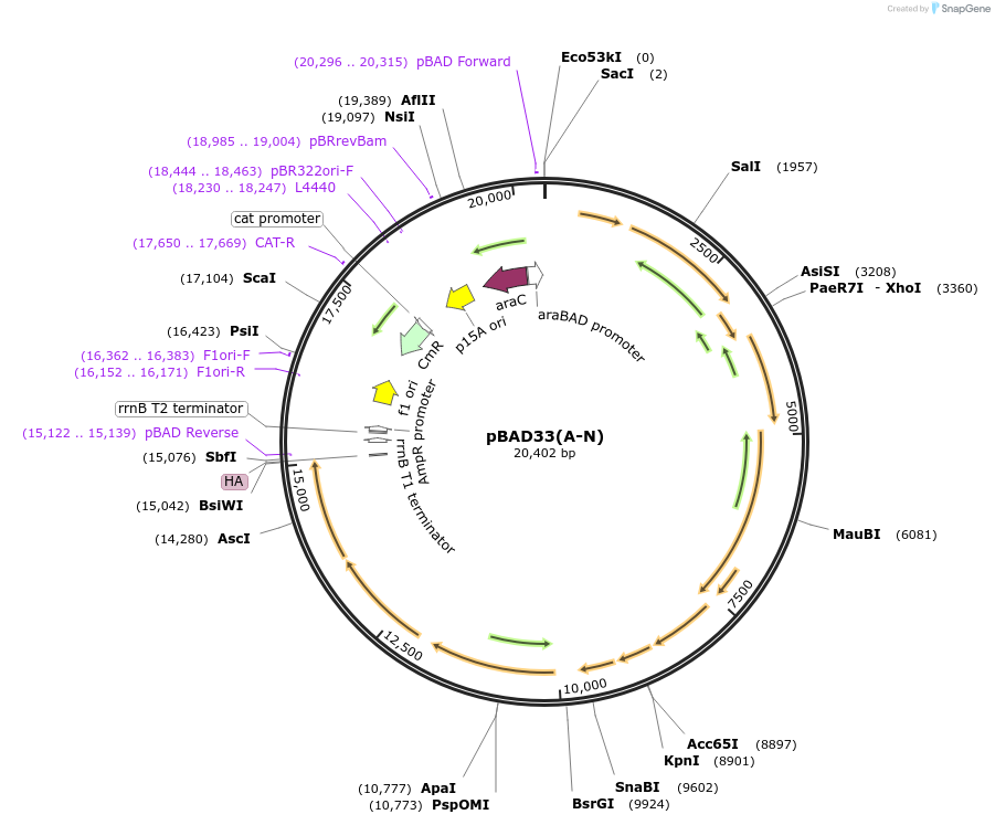 187084-plasmid-map-sequence-id-372726