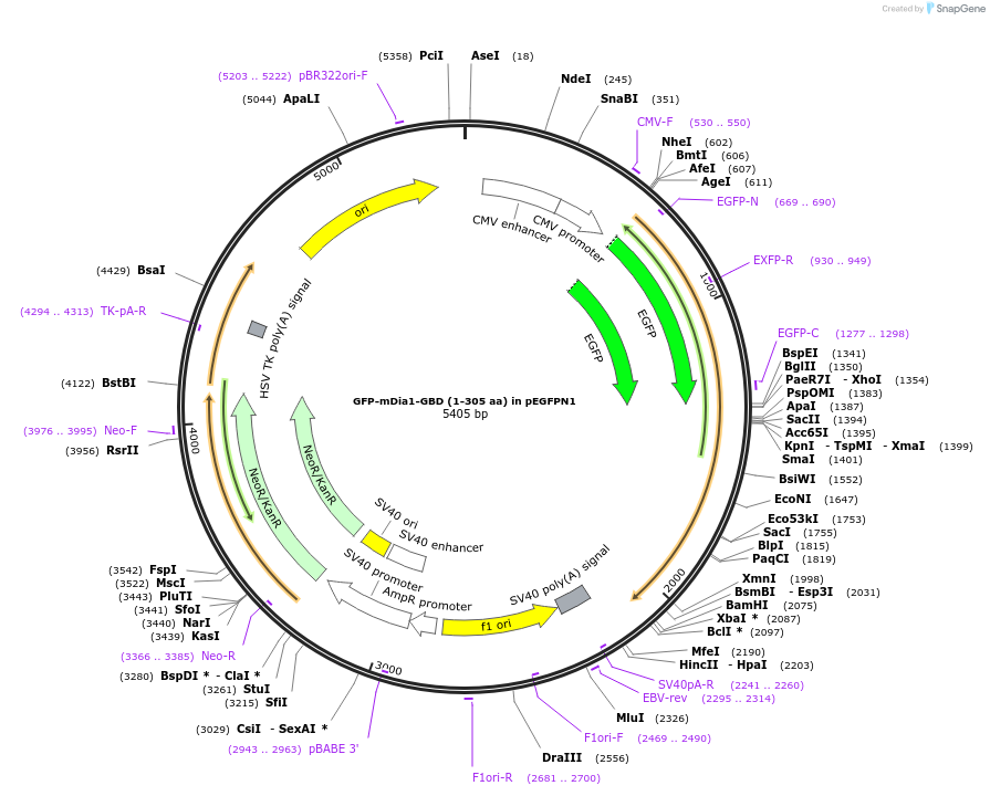 187280-plasmid-map-sequence-id-372737
