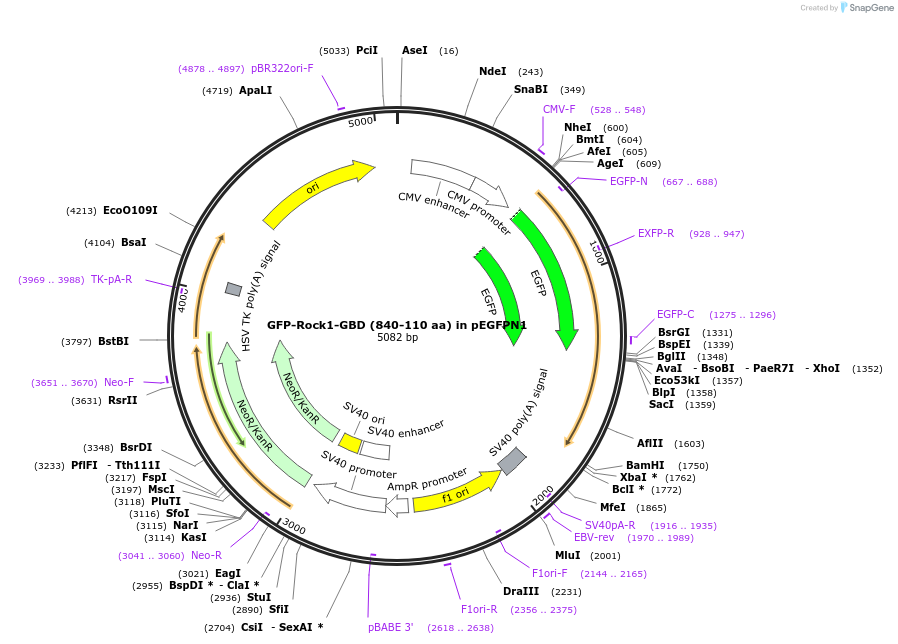 187279-plasmid-map-sequence-id-372738