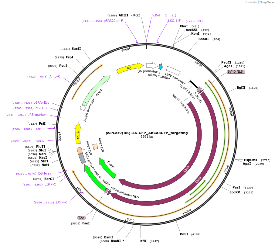 188541-plasmid-map-sequence-id-372739