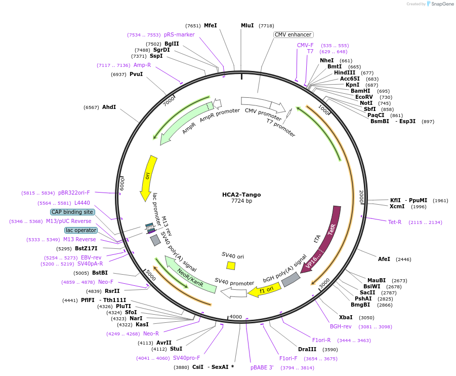 66396-plasmid-map-sequence-id-372748