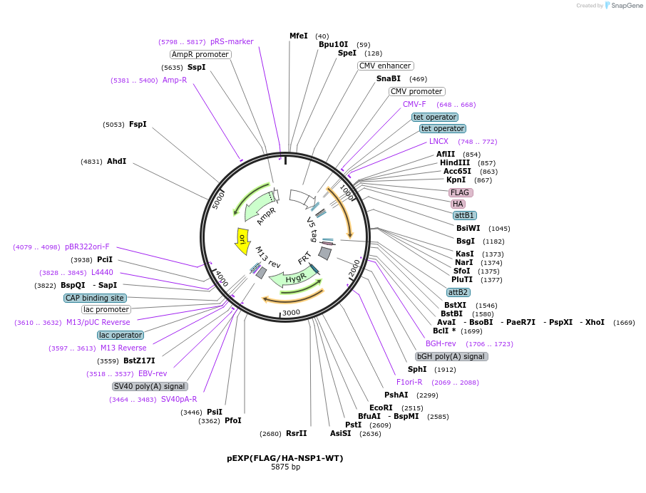 188781-plasmid-map-sequence-id-372759