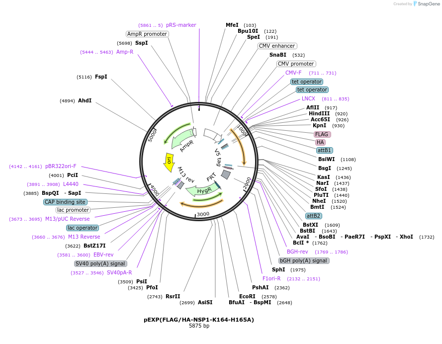188782-plasmid-map-sequence-id-372761