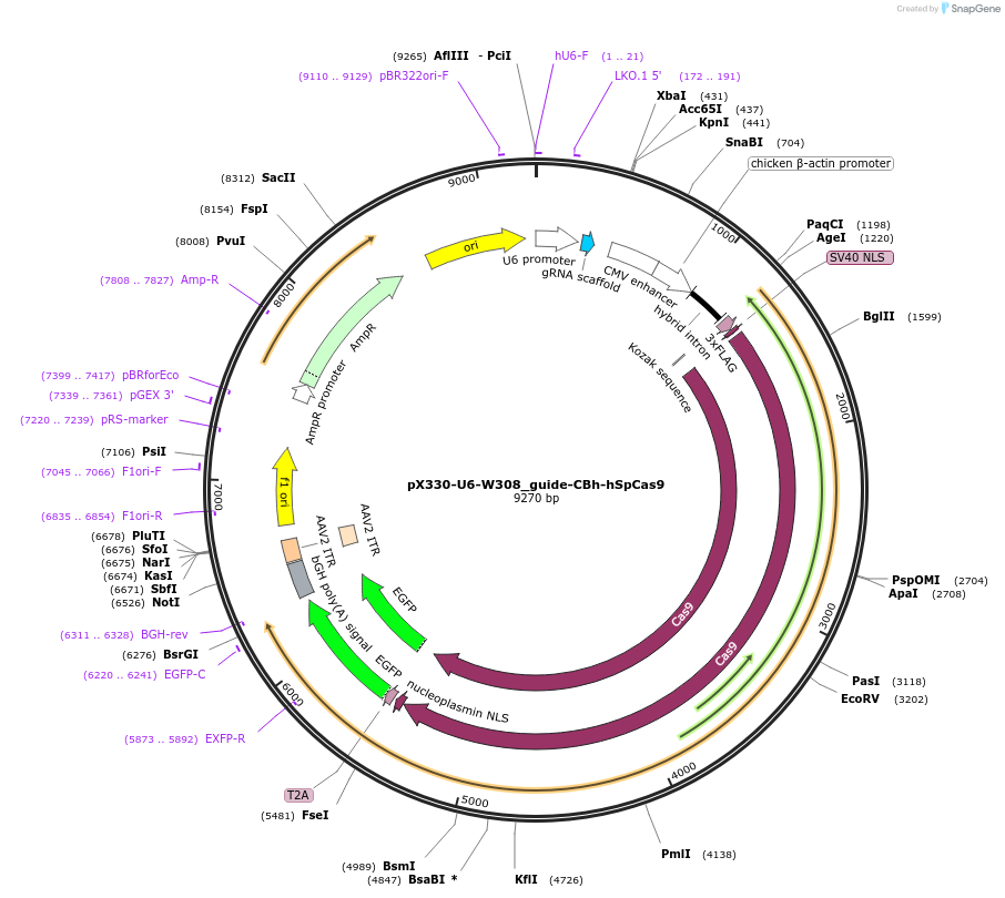 188546-plasmid-map-sequence-id-372774