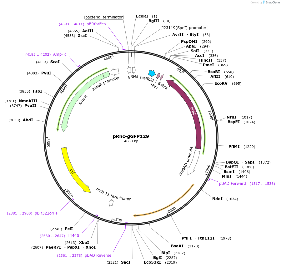 189537-plasmid-map-sequence-id-372776