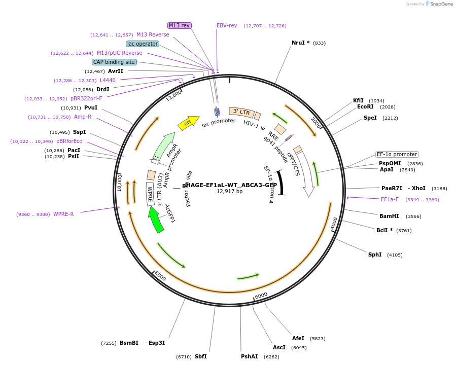 188548-plasmid-map-sequence-id-372780