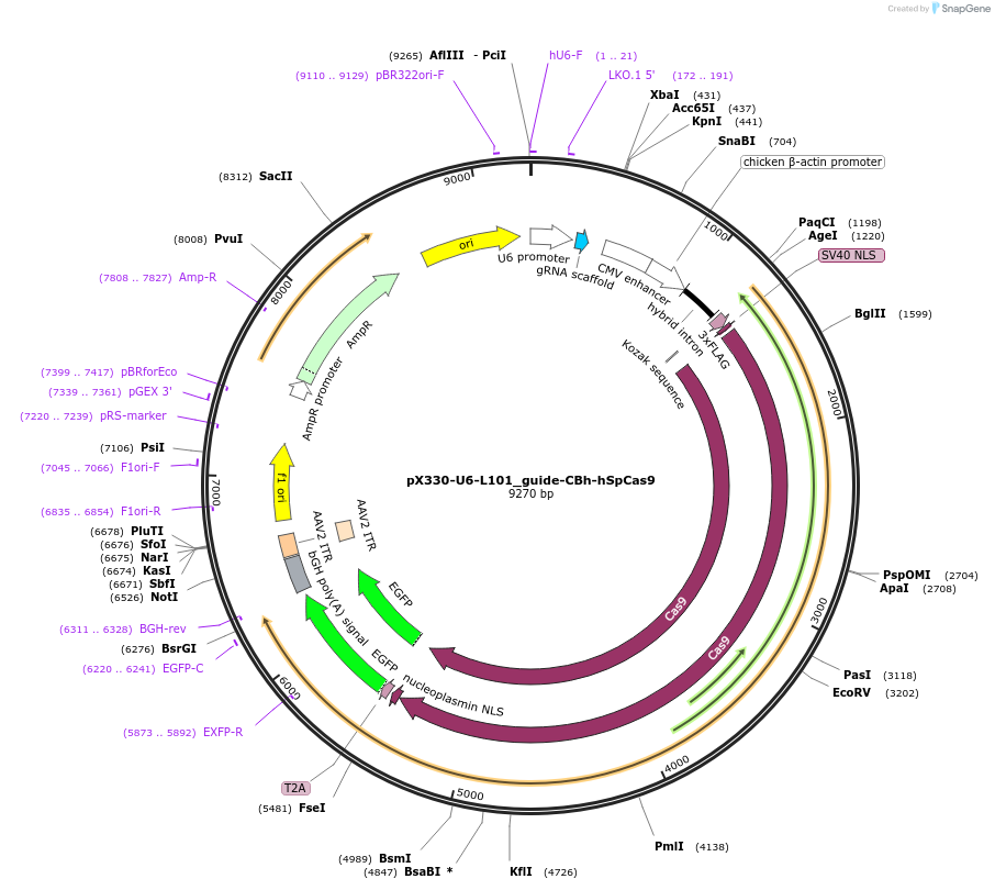 188547-plasmid-map-sequence-id-372784