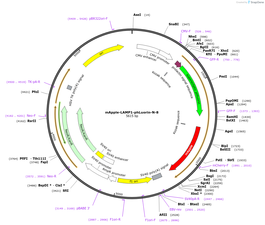 54918-plasmid-map-sequence-id-372787