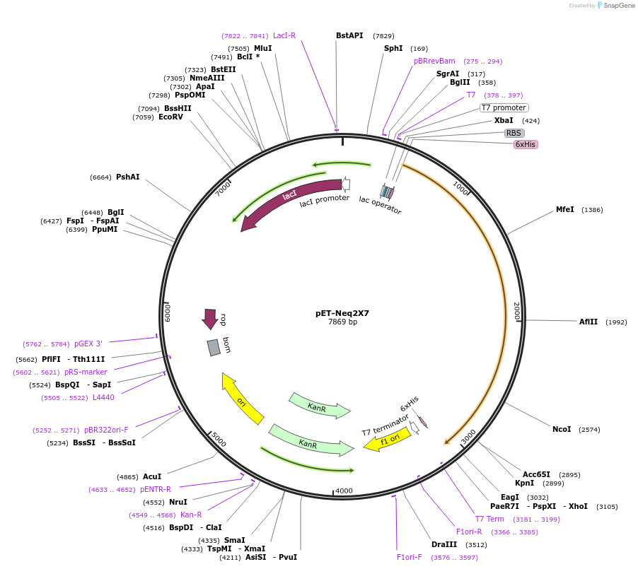 182366-plasmid-map-sequence-id-372790