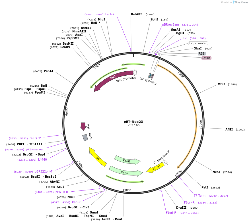182365-plasmid-map-sequence-id-372791