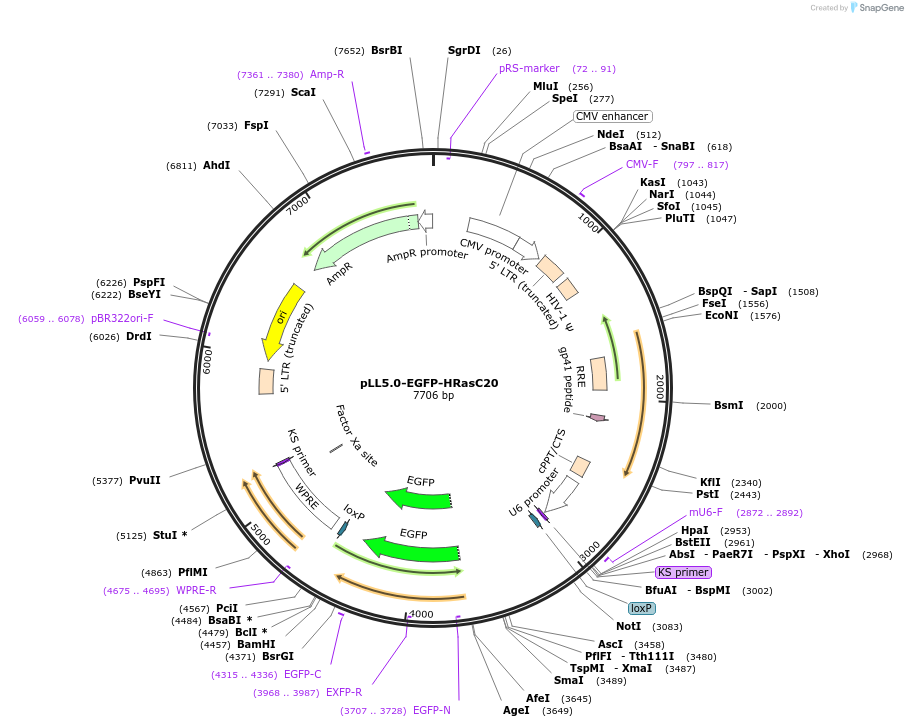 187252-plasmid-map-sequence-id-372800