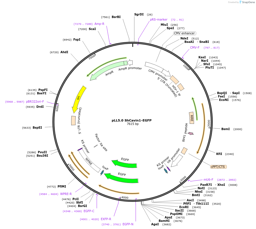 187253-plasmid-map-sequence-id-372801