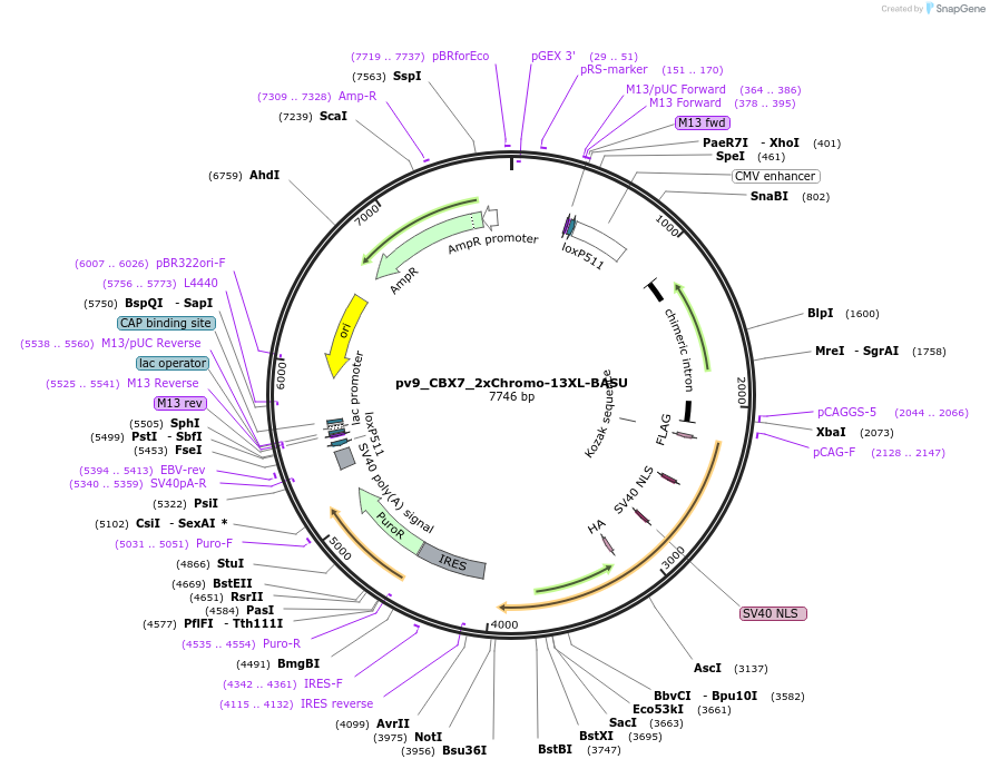 179413-plasmid-map-sequence-id-372805