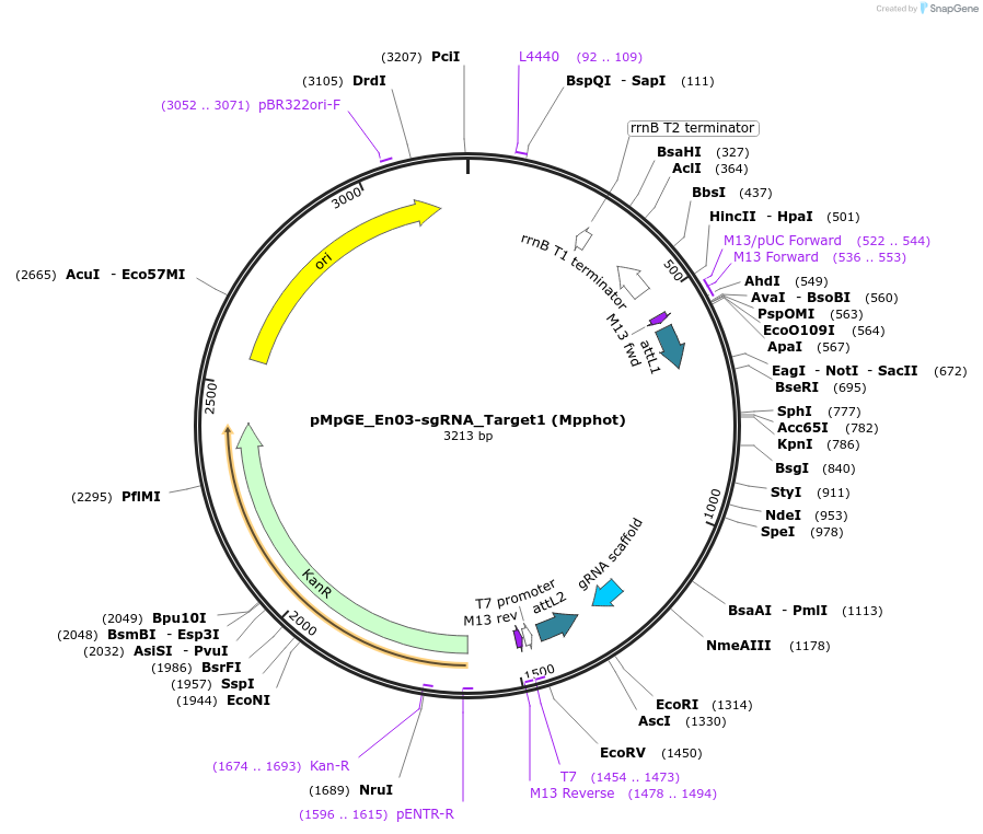 186726-plasmid-map-sequence-id-372807