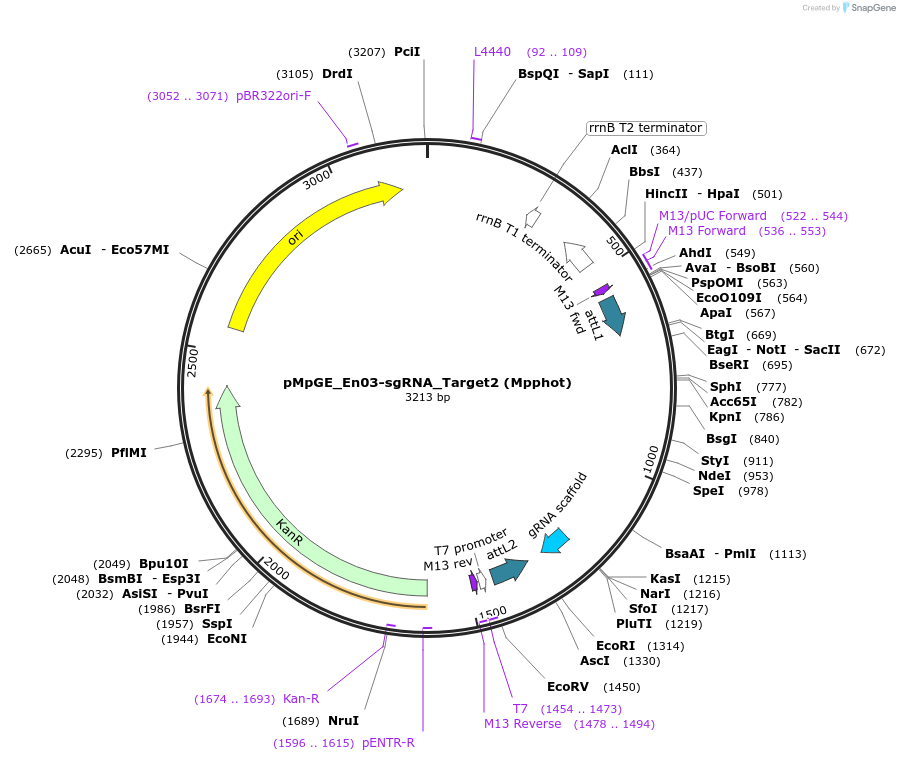 186727-plasmid-map-sequence-id-372809
