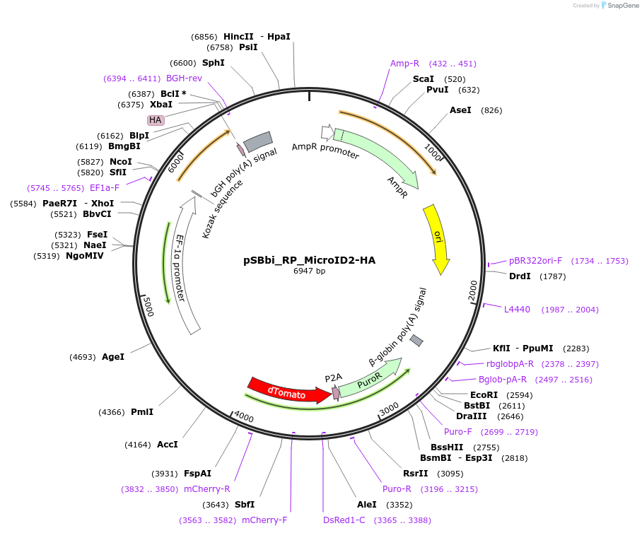 188521-plasmid-map-sequence-id-372812