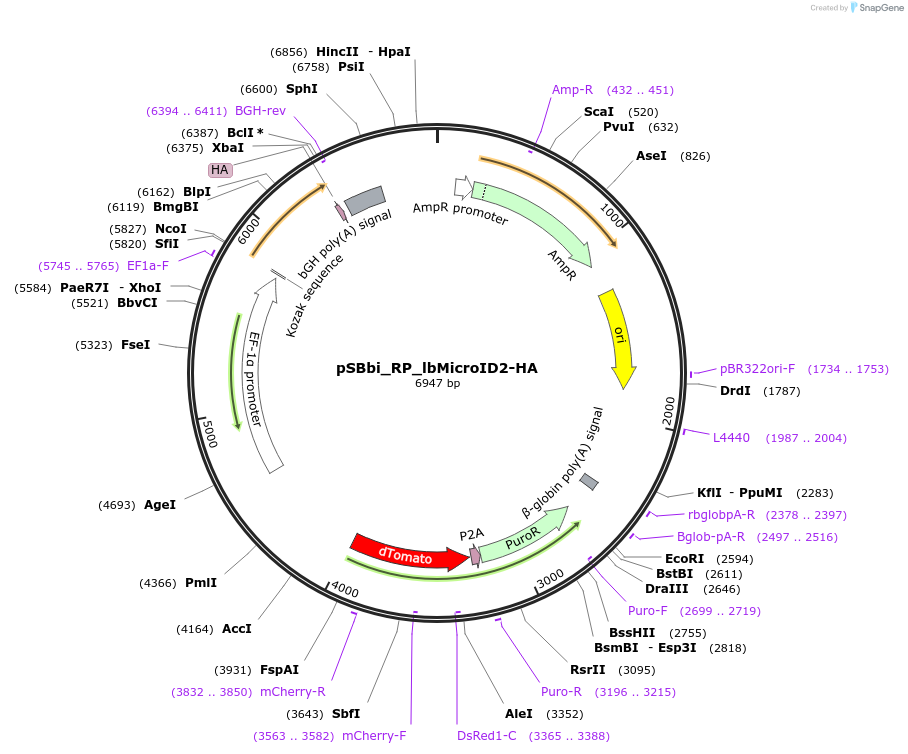 188522-plasmid-map-sequence-id-372813