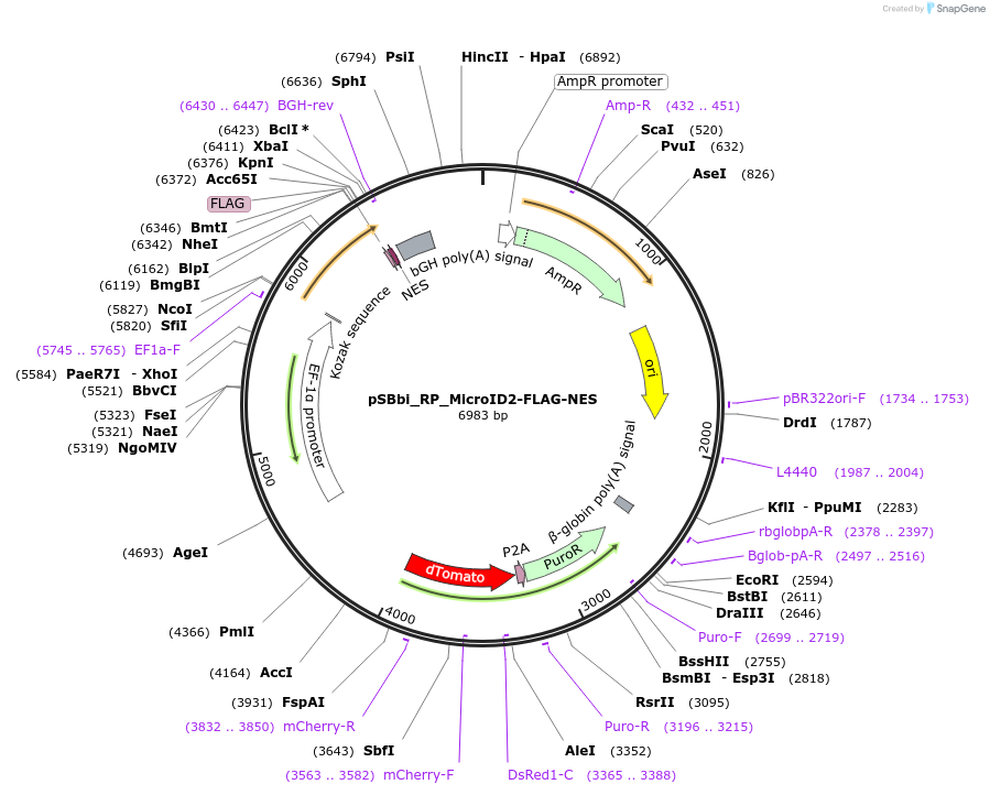 188525-plasmid-map-sequence-id-372837