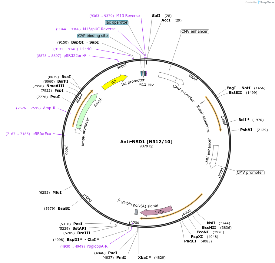 190311-plasmid-map-sequence-id-372840