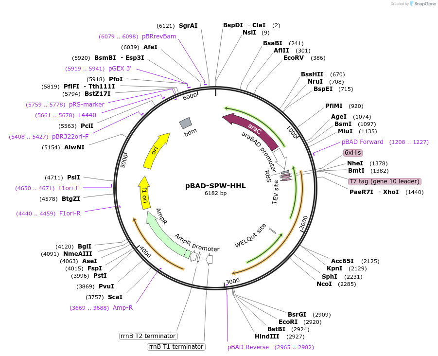 190629-plasmid-map-sequence-id-372842