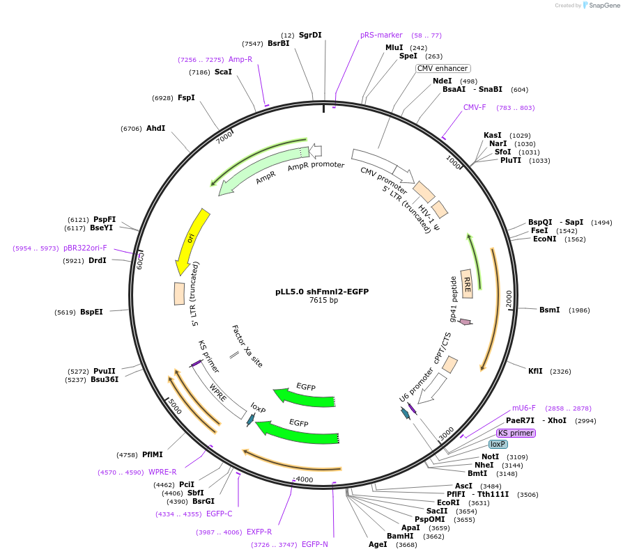 187255-plasmid-map-sequence-id-372855