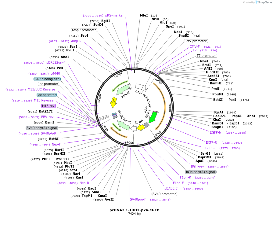 187027-plasmid-map-sequence-id-372862