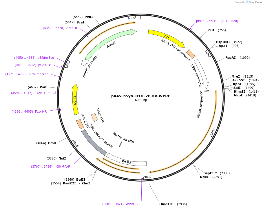 179463-plasmid-map-sequence-id-372863