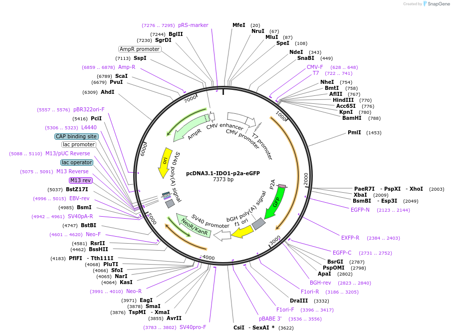 187026-plasmid-map-sequence-id-372864