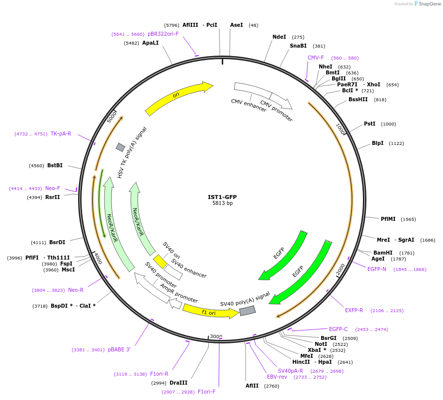 186298-plasmid-map-sequence-id-372865