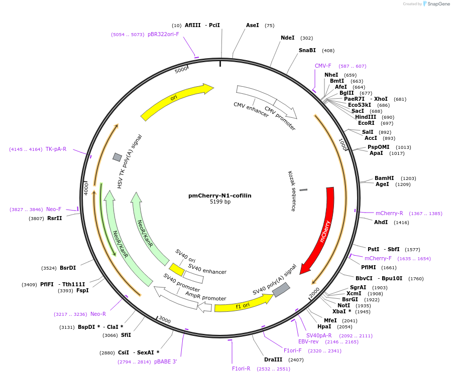 186750-plasmid-map-sequence-id-372868