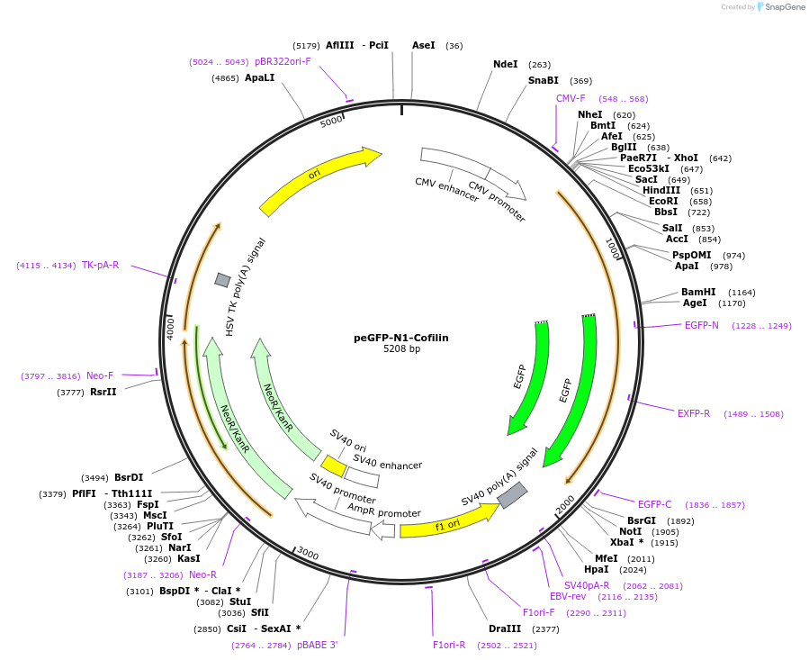186747-plasmid-map-sequence-id-372871