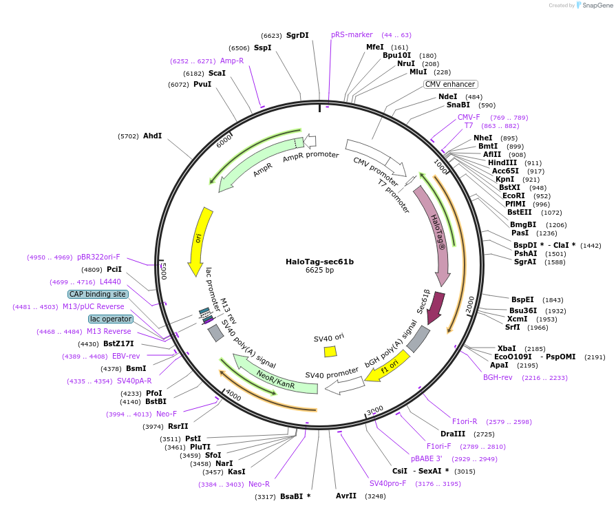 186959-plasmid-map-sequence-id-372873