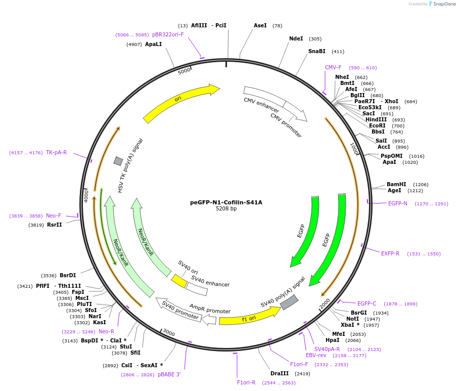 186749-plasmid-map-sequence-id-372877