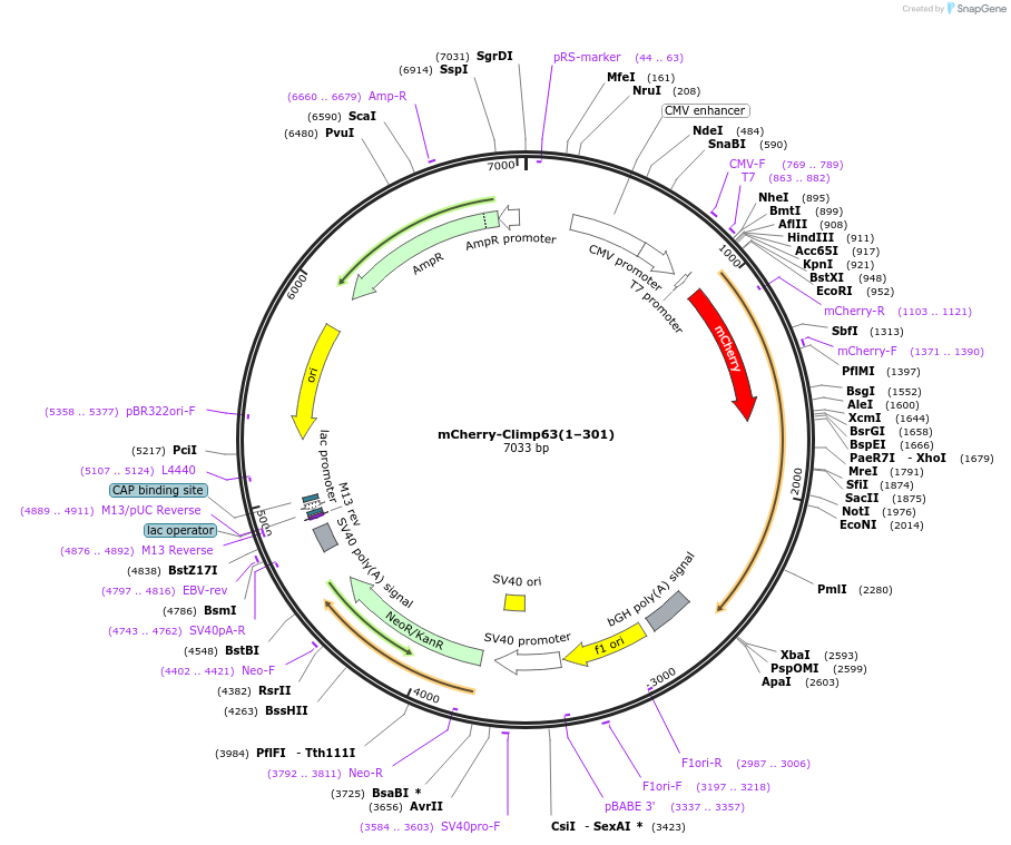 186956-plasmid-map-sequence-id-372880