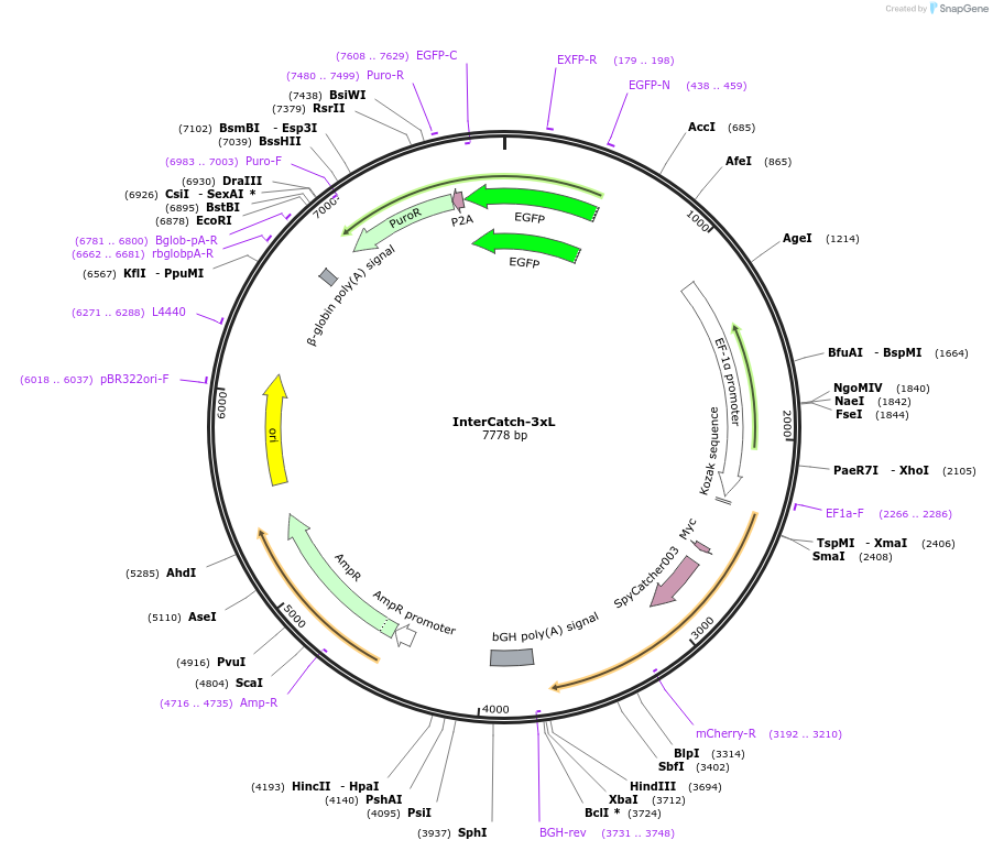186909-plasmid-map-sequence-id-372903