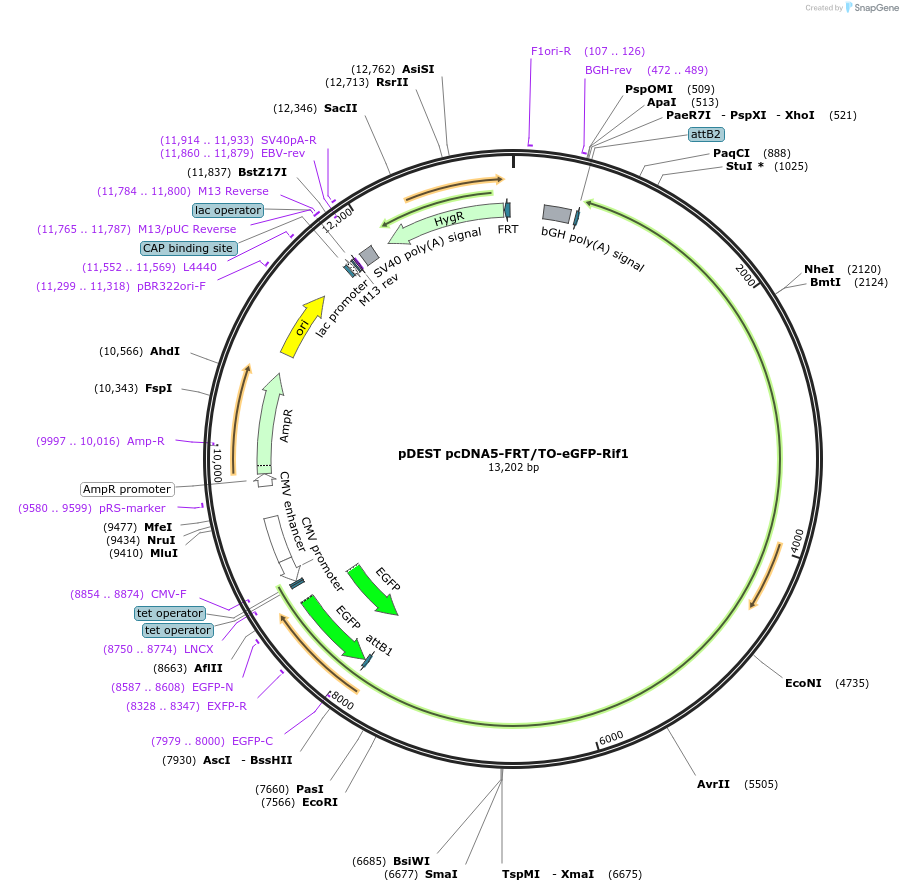 52506-plasmid-map-sequence-id-372904