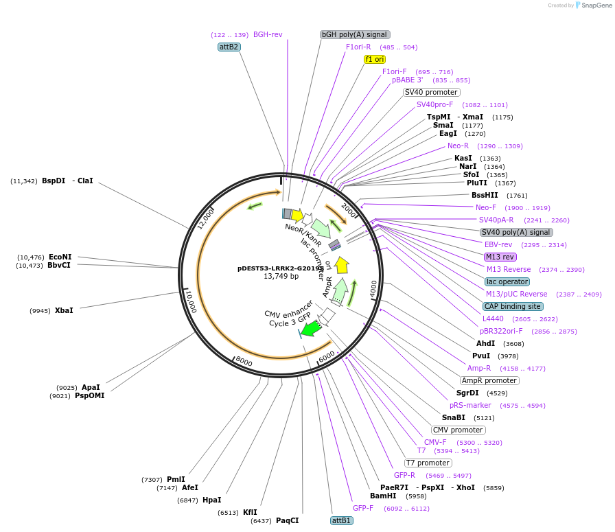 25045-plasmid-map-sequence-id-372905