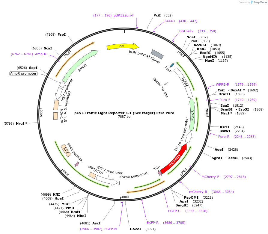 31482-plasmid-map-sequence-id-372907