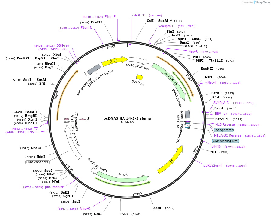 11946-plasmid-map-sequence-id-372910