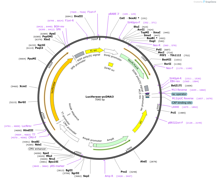 18964-plasmid-map-sequence-id-372911