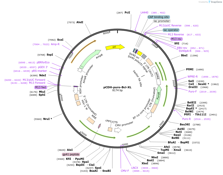 46972-plasmid-map-sequence-id-372912